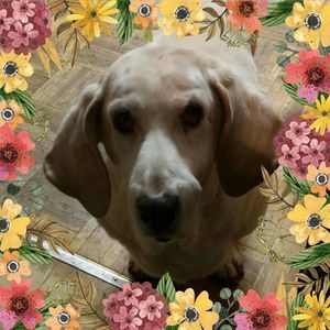 Meet your Posher, Irene